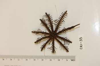 Media type: image;   Invertebrate Zoology CRI-33 Description: Preserved specimen.;